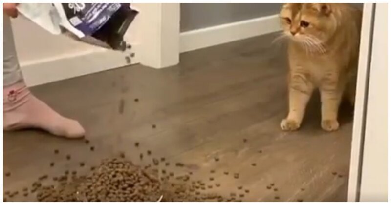 Хозяйка сыпет много корма коту