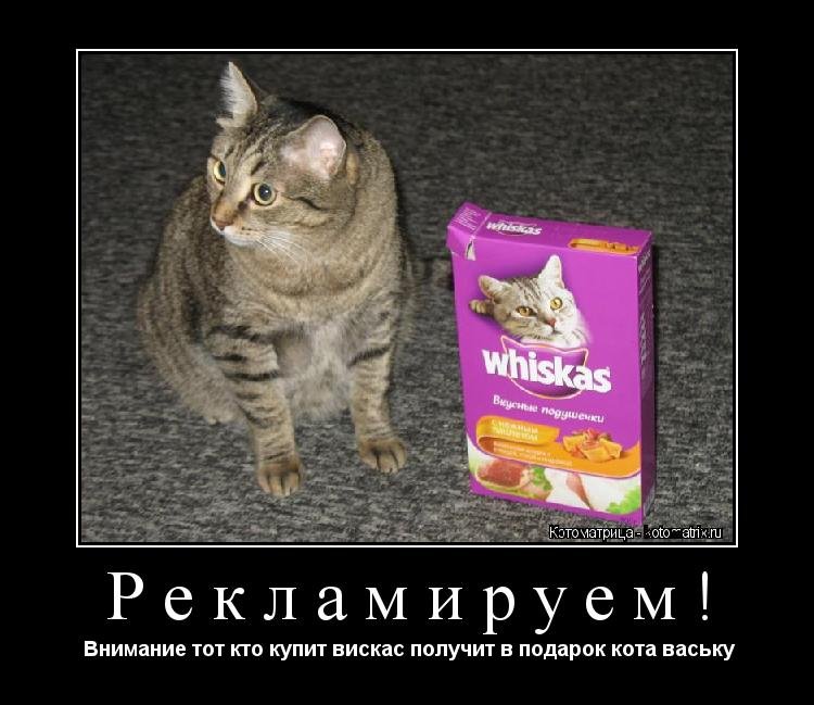 Котик вискас