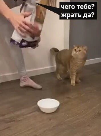 Кот просит кошачий корм