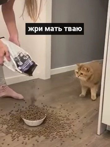 Психанула корм коту