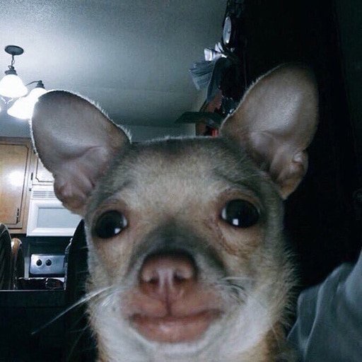 Смешные лица собак