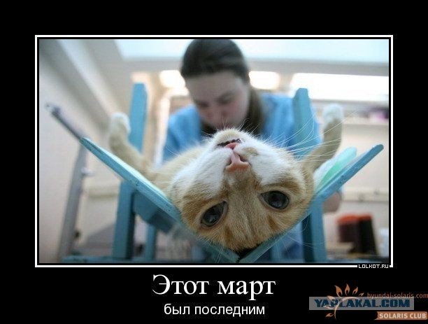 Кастрация кота