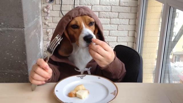 Приколы с биглями