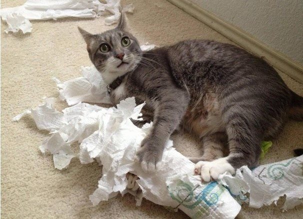 Нашкодившая кошка