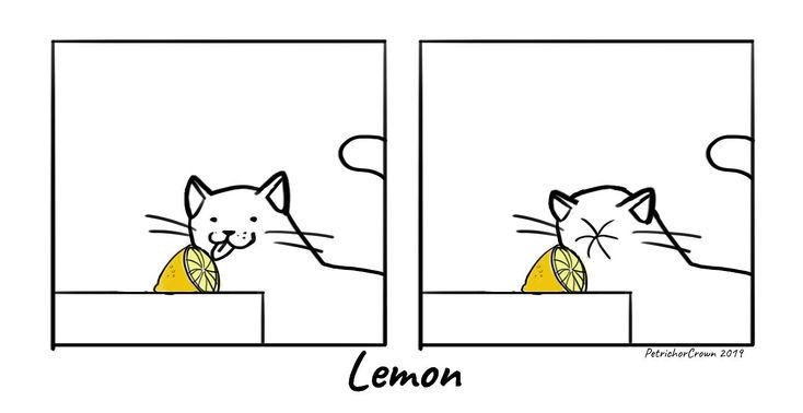 Мемы с кошками