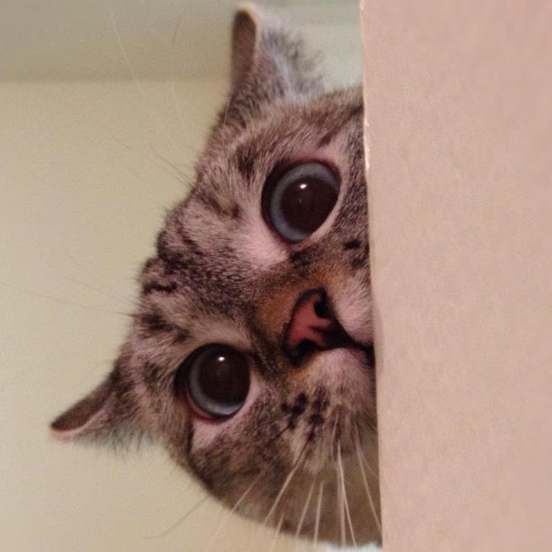 Выглядывадывающий кот