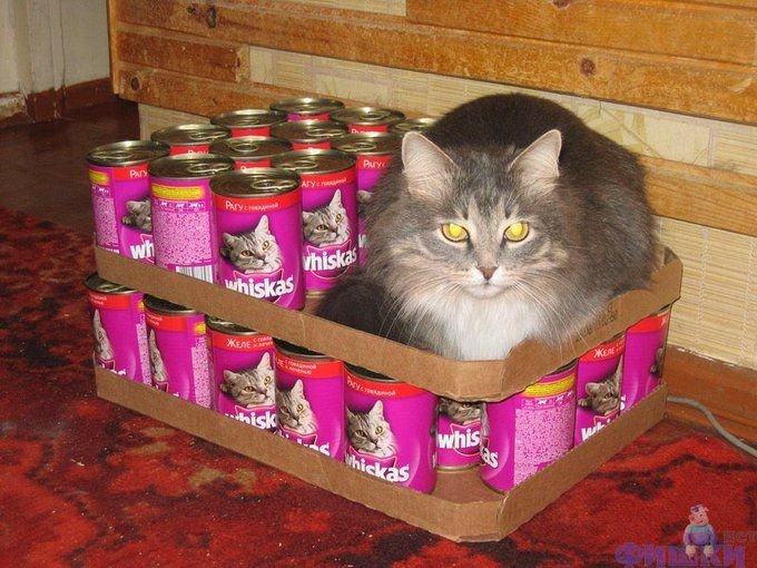 Кошка с вискасом