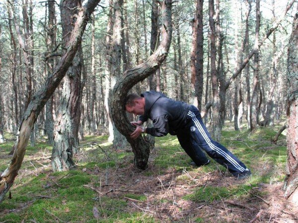 Смешные леса