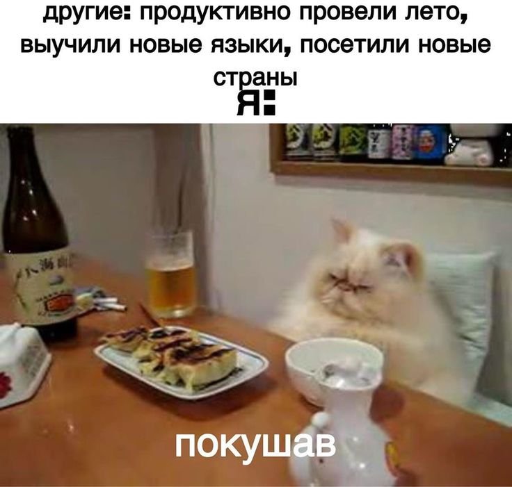 Толстый кот за столом