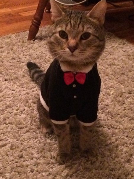 Котик в смокинге