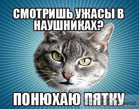 Котик Мем