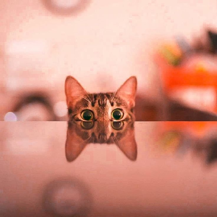 Выглядывает кот