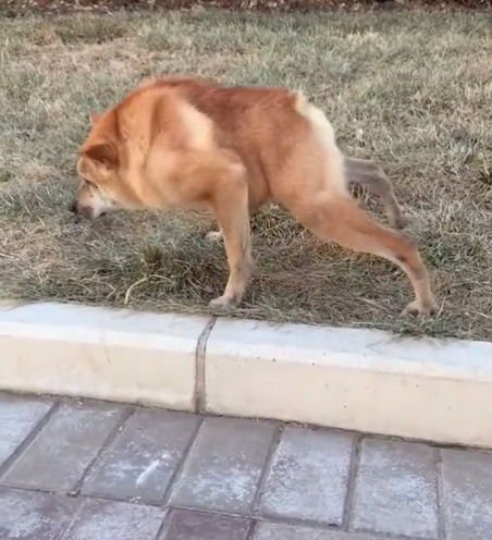 Собака без шеи