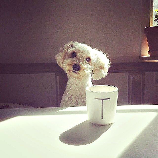 Собачка пьет кофе