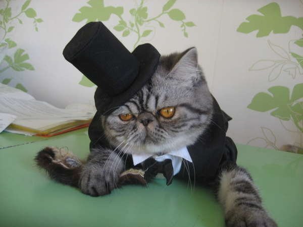 Солидный кот