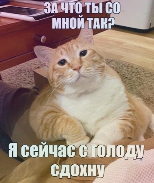 Мемы с котиками