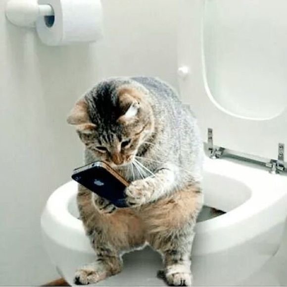 Унитаз для кошек