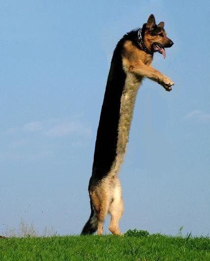 Короткая собака