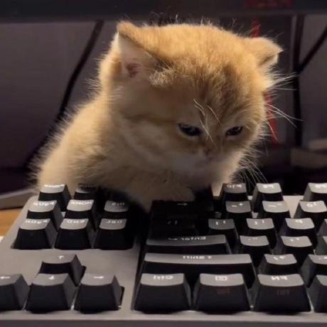 Кот на клавиатуре
