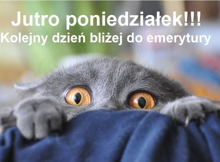 Испуганный кот