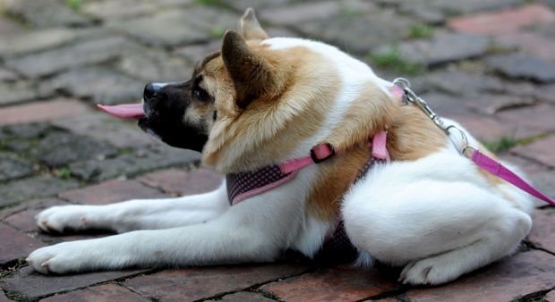 Собака с коротким позвоночником