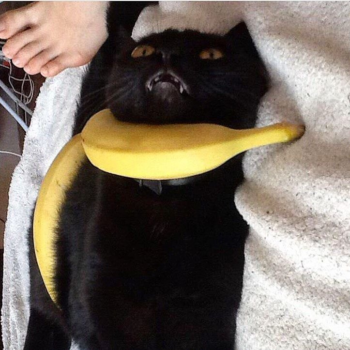 Кошка с бананом