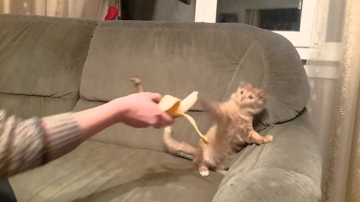 Котенок в банане