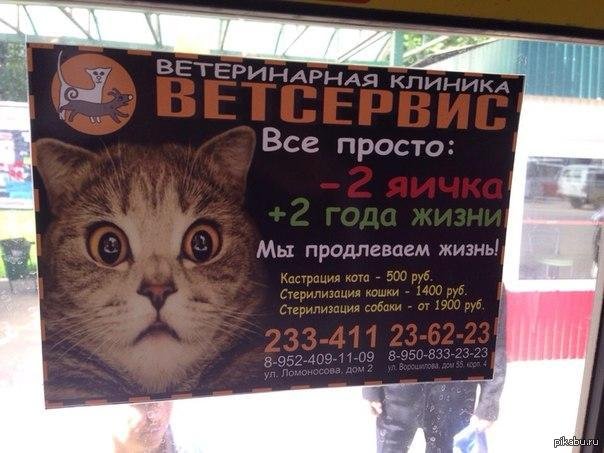 Объявления о кастрации котов
