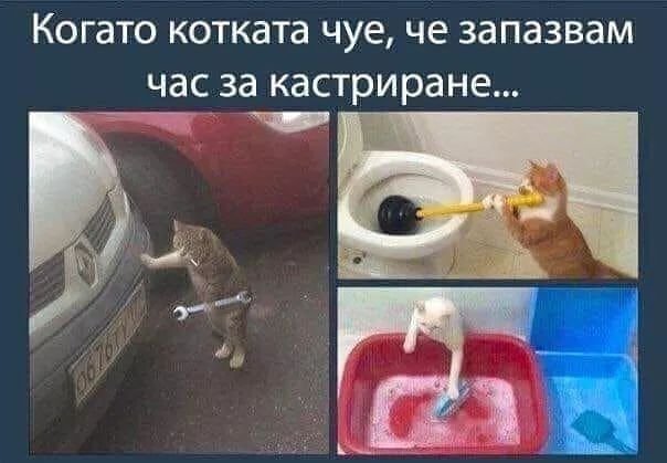 Кастрация кота Мем