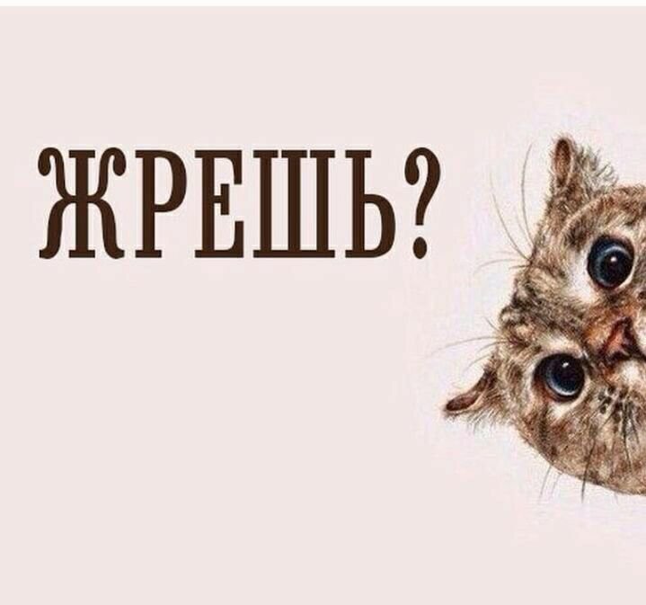 Кот выглядывает