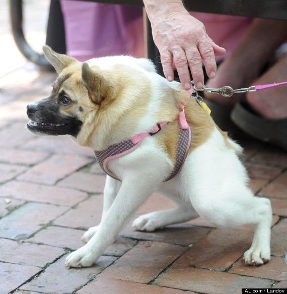 Немецкая овчарка Квазимодо