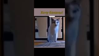 С котом хочу бананы