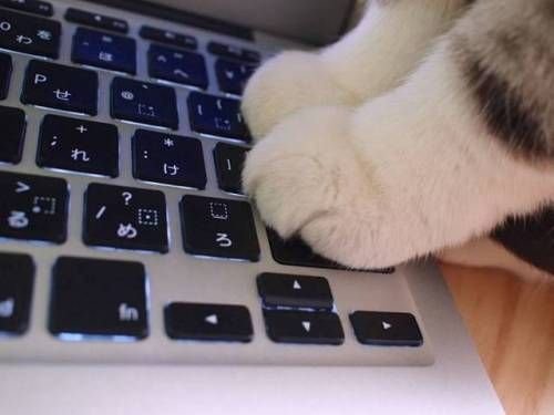 Кот на клаве