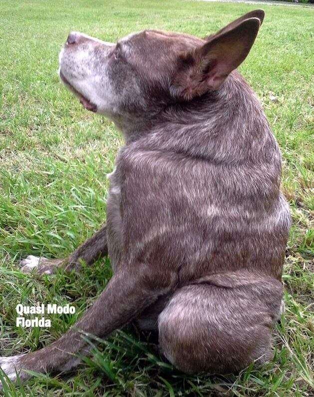 Квазимодо собака овчарка