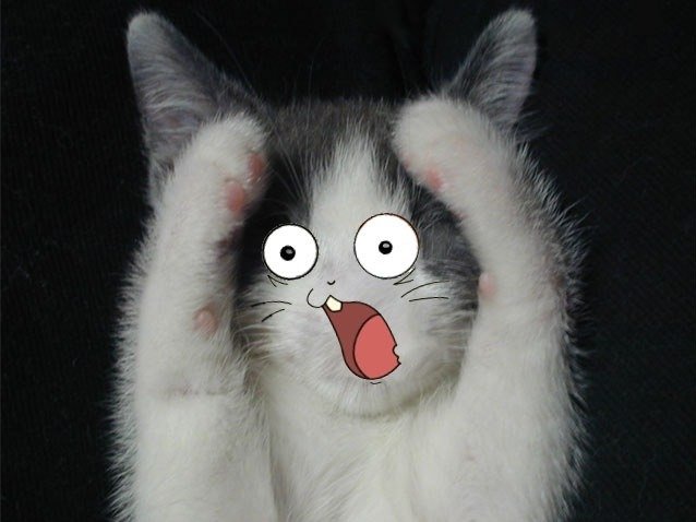 Кот в шоке