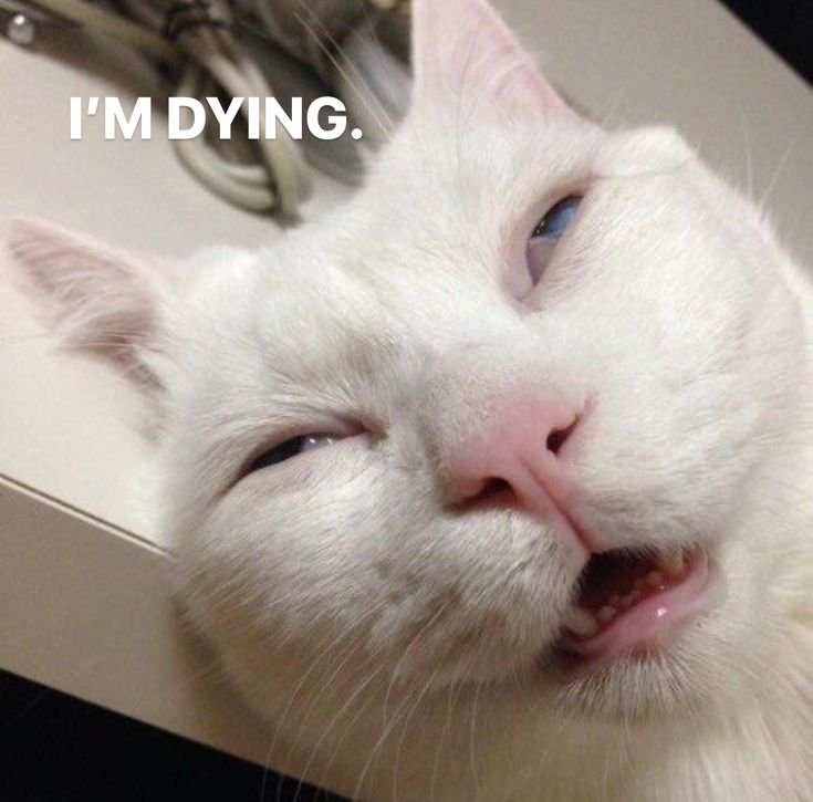 Смешные лица котов