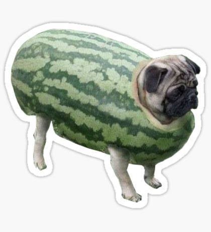 Собака с арбузом на голове