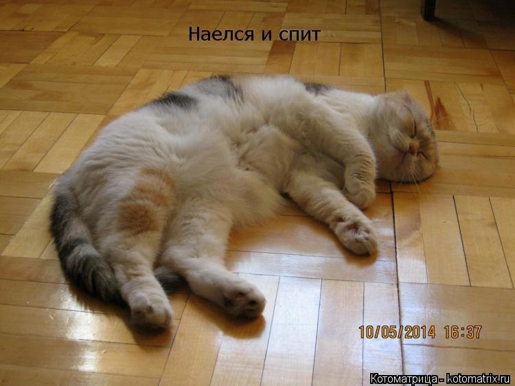 Объелся и спит