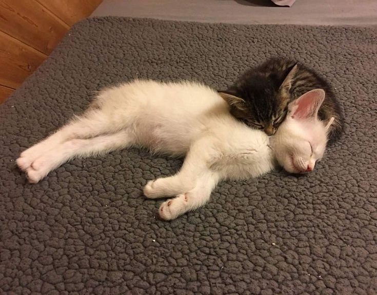 Объелся и спит