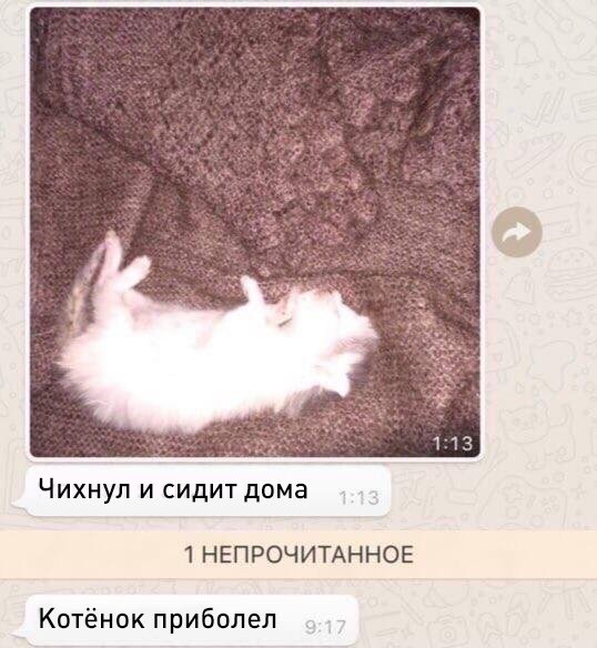 Наелся и спит котенок