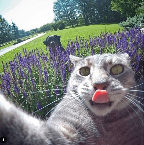 Кот фоткает