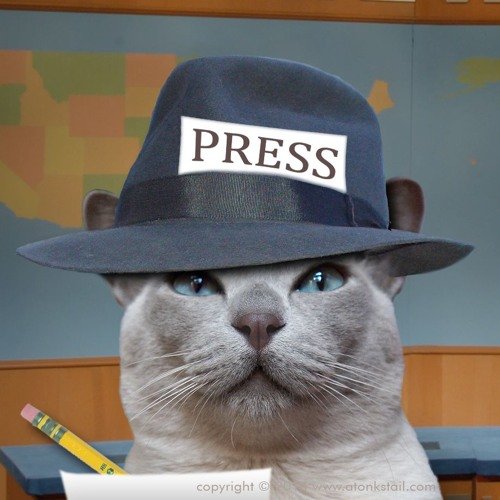 Коты журналисты