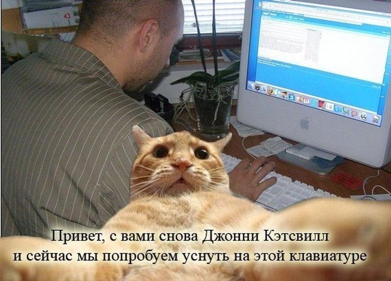 Джонни Ноксвилл кот