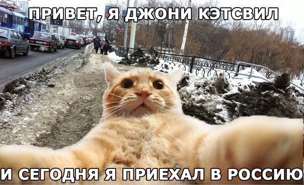 Кот блоггер Джонни Кэтсвилл