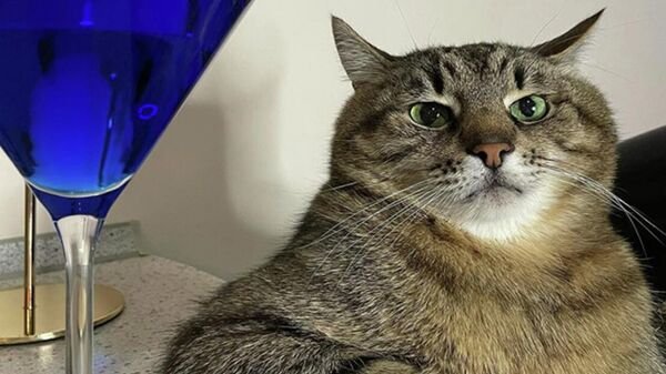 Кот Степан Валентино