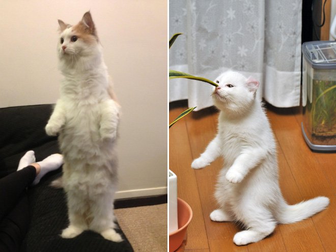 Кот на задних лапах