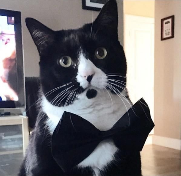 Кот в смокинге смешной
