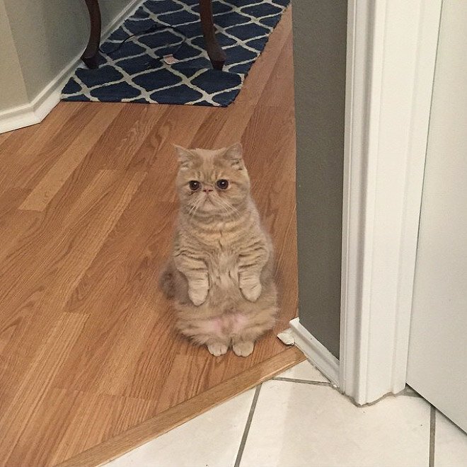 Котик на двух лапах