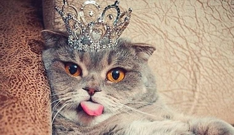 Котик с короной