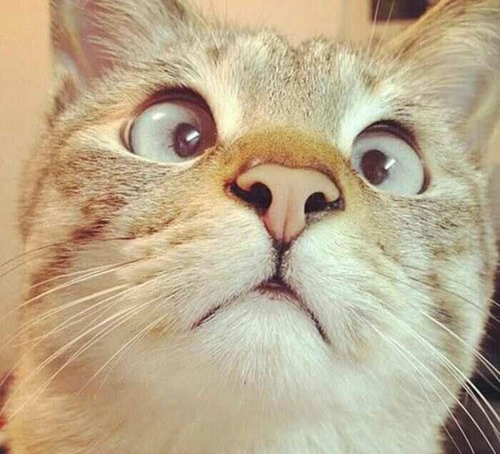 Морда кошки